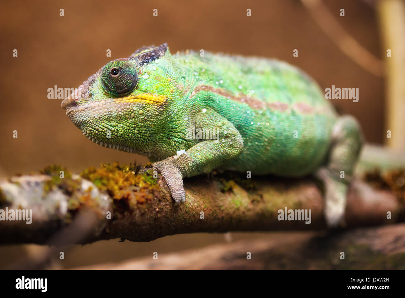 Close-up Portrait ein Pantherchamäleon (Furcifer Pardalis). Stockfoto