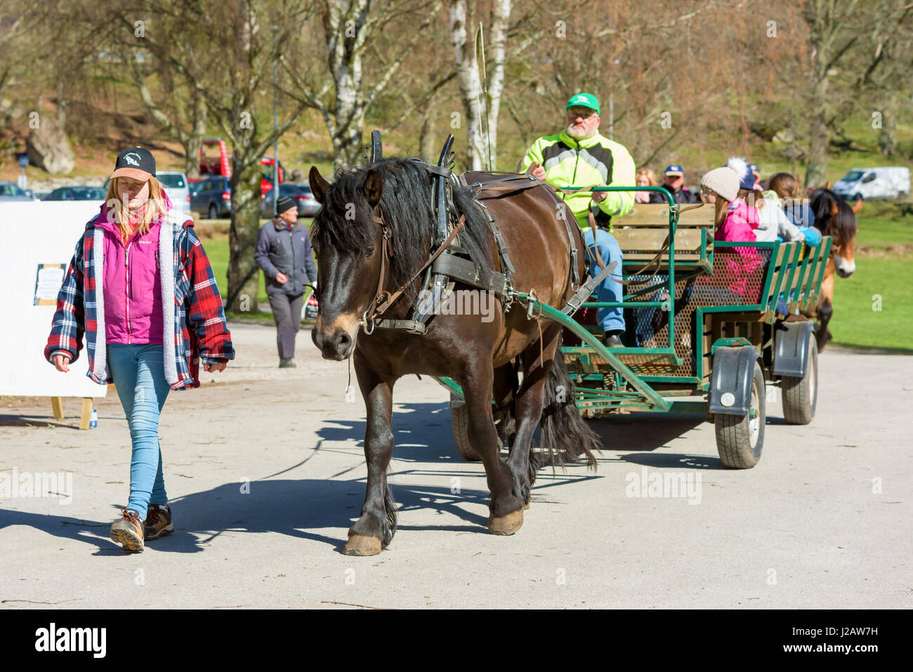 Brakne Hoby, Schweden - 22. April 2017: Dokumentation der öffentlichen Kleinbauern Tag. Dunkle braune Pferd Wagen mit Besuchern rund um den Bereich ziehen. Mädchen zu Fuß Stockfoto