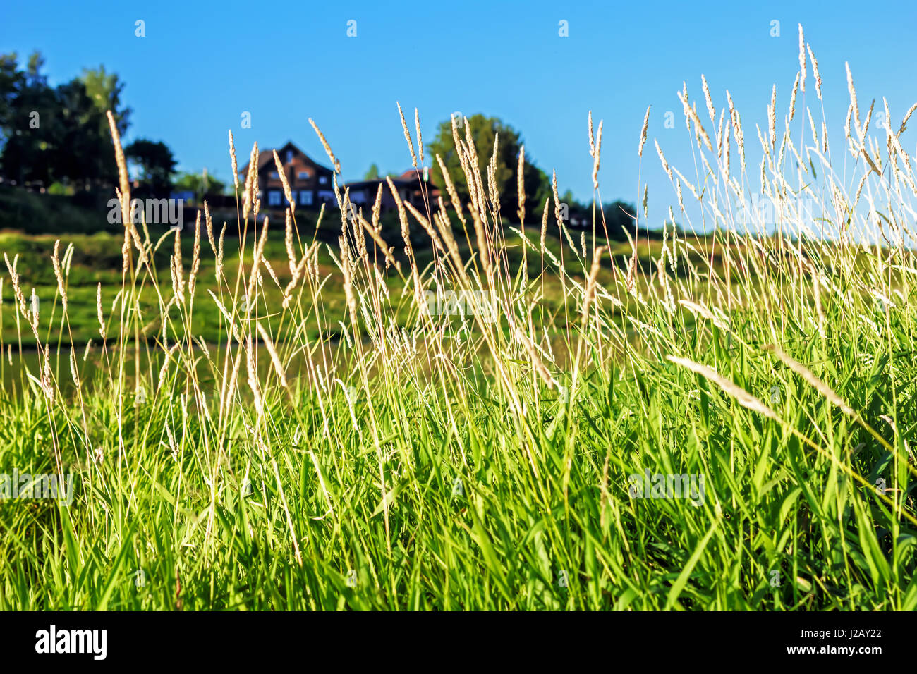 Schönen Sommer frischen Rasen am sonnigen Tag Stockfoto