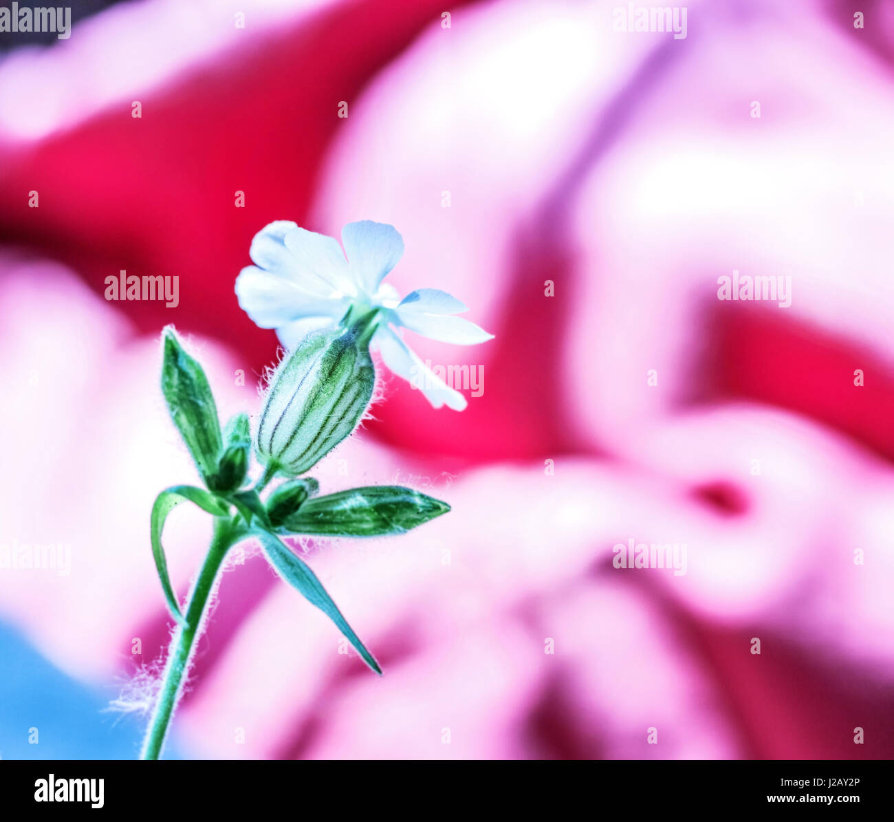 Schönheit weiße Blumen auf rosa Hintergrund für design Stockfoto