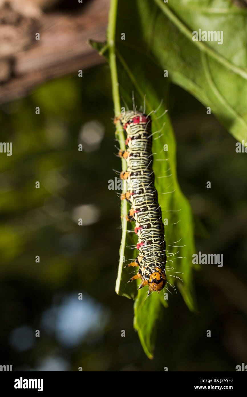 Nahaufnahme von Caterpillar auf Blatt Stockfoto
