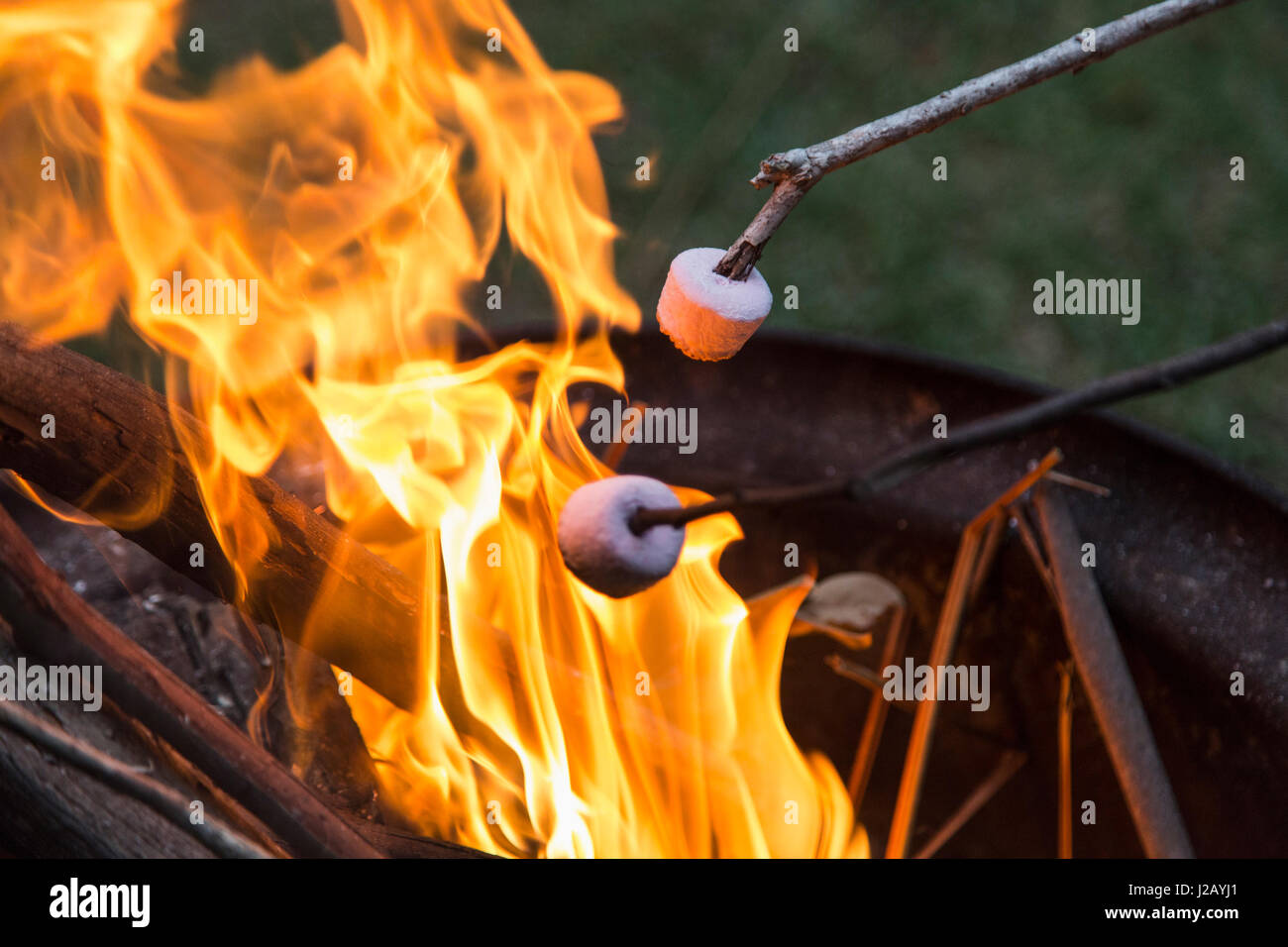 Nahaufnahme von Marshmallows über Feuer geröstet wird Stockfoto