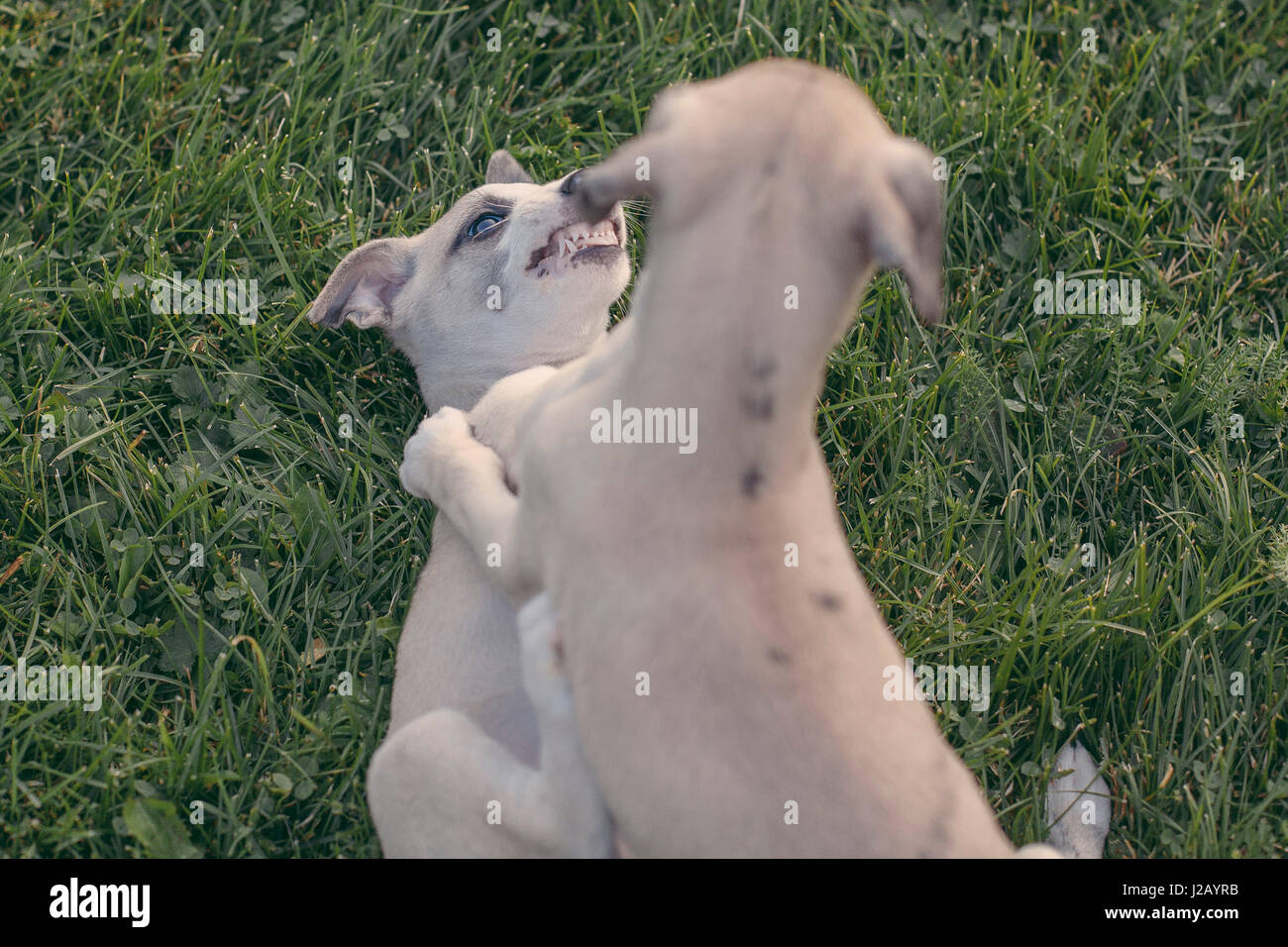 Erhöhte Ansicht von Hunden kämpfen auf Wiese Stockfoto