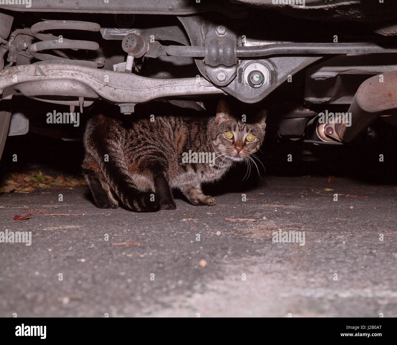 Bild der Katze unter Auto Stockfoto