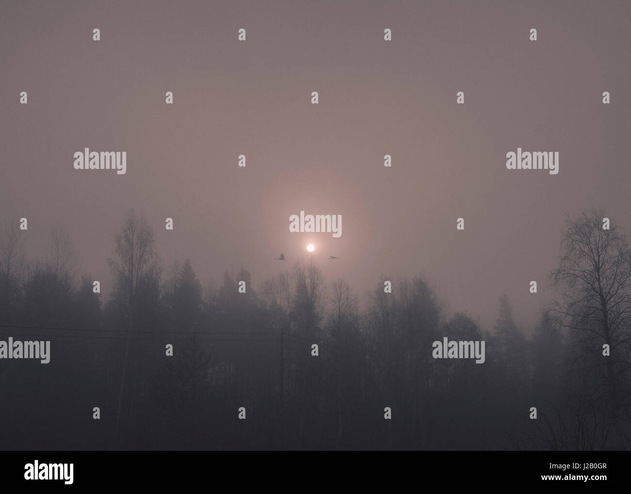 Silhouette Bäume gegen klarer Himmel nachts bei nebligen Wetter Stockfoto