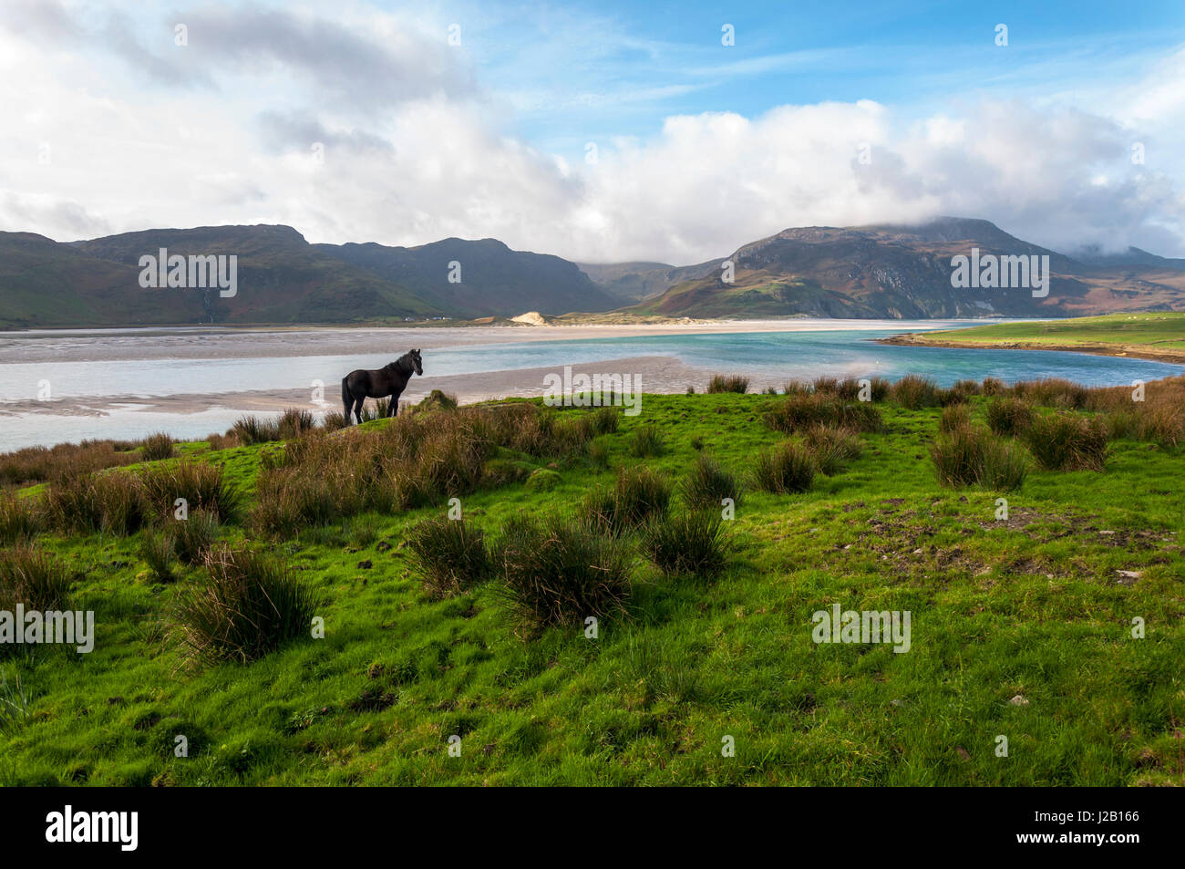 Am Wilden Atlantik Weg nahe Ardara, County Donegal, Irland. Schwarzes Pferd in der Landschaft Stockfoto