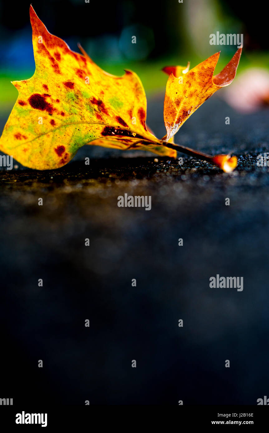 Herbst-Herbst Blatt Exemplar Textfreiraum Stockfoto