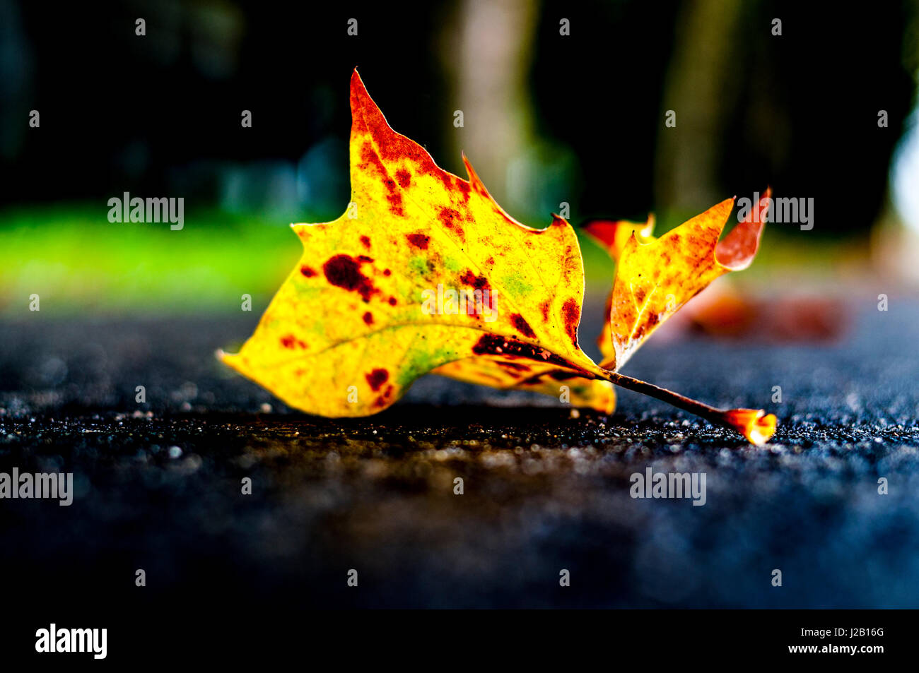 Herbst-Herbst Blatt Exemplar Textfreiraum Stockfoto