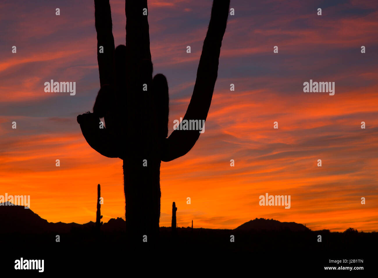 Saguaro Sonnenuntergang, regionale Bergpark McDowell Maricopa County, Arizona Stockfoto