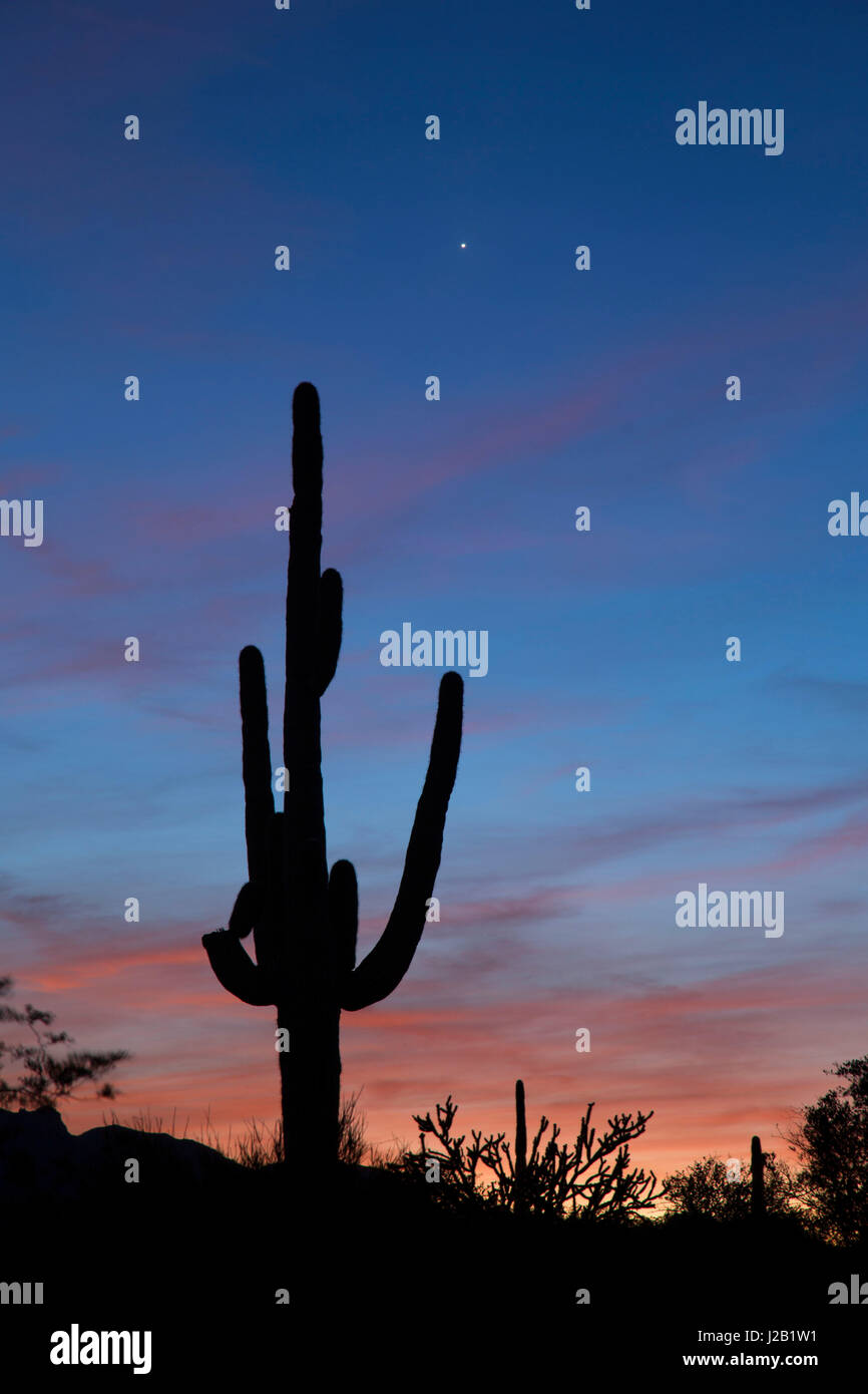 Saguaro Sonnenuntergang, regionale Bergpark McDowell Maricopa County, Arizona Stockfoto