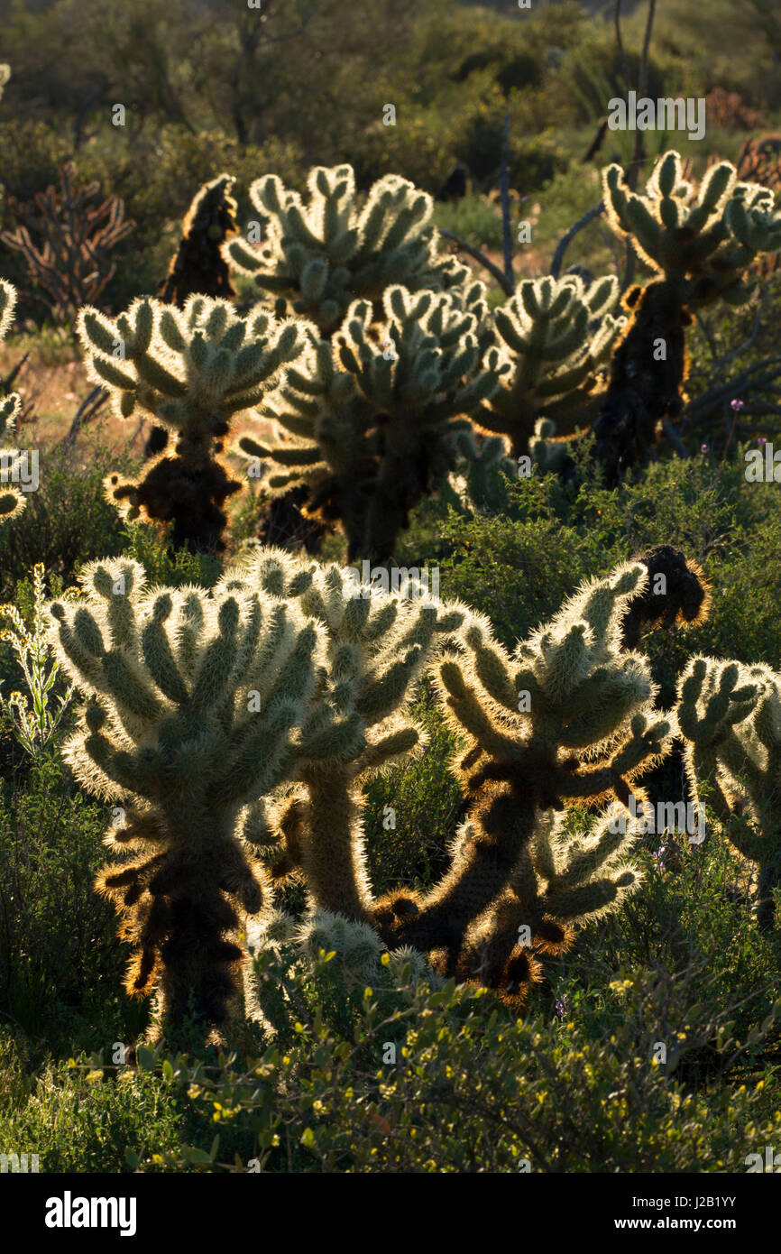 Cholla Cactus entlang Pemberton Trail, regionale Bergpark McDowell Maricopa County, Arizona Stockfoto