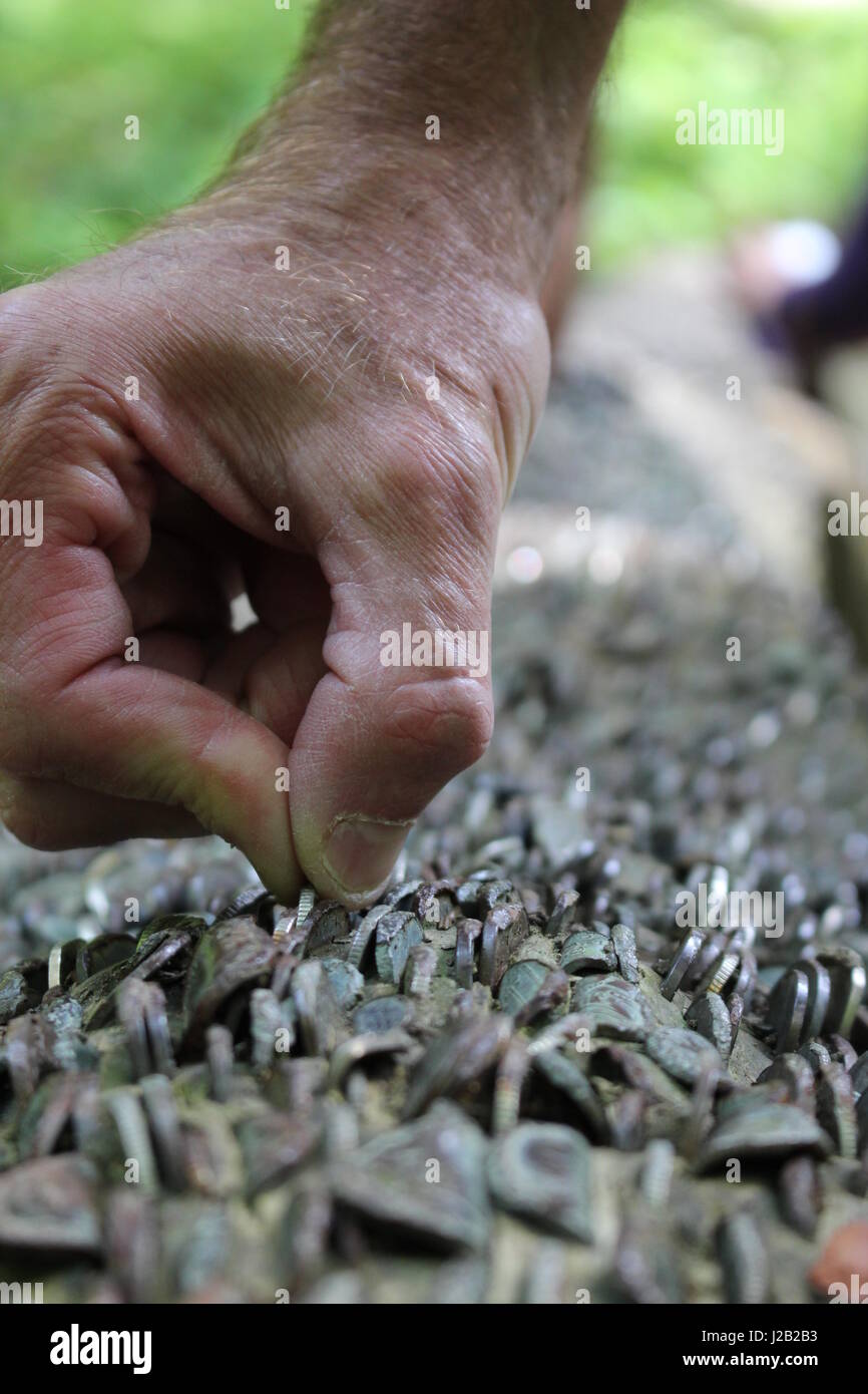 Ziehen eine Münze aus einem Baum Stockfoto