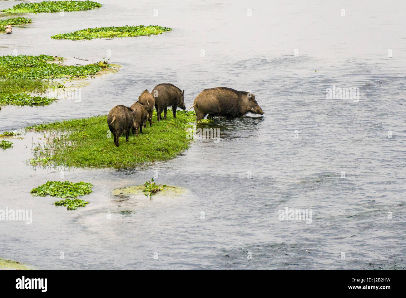 Eine Familie von wilden Schweinen quert den rapti River im Chitwan Nationalpark Stockfoto
