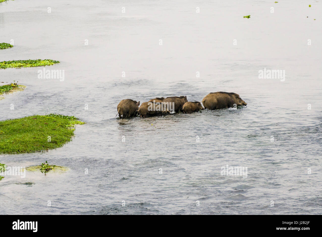 Eine Familie von wilden Schweinen quert den rapti River im Chitwan Nationalpark Stockfoto