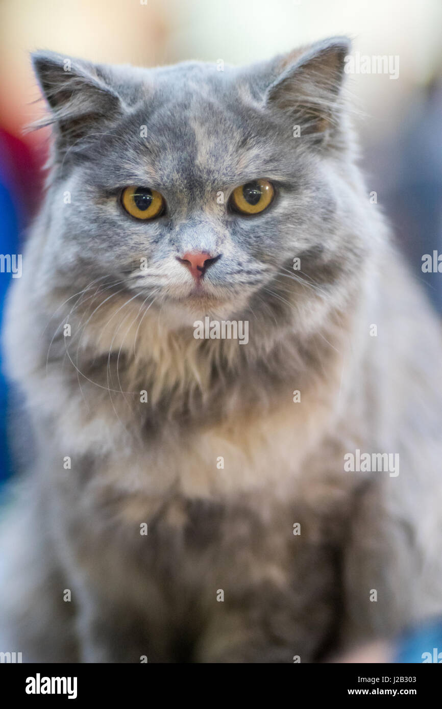 Britische Katze Langhaar-blau - Porträt - Rassekatze Stockfoto