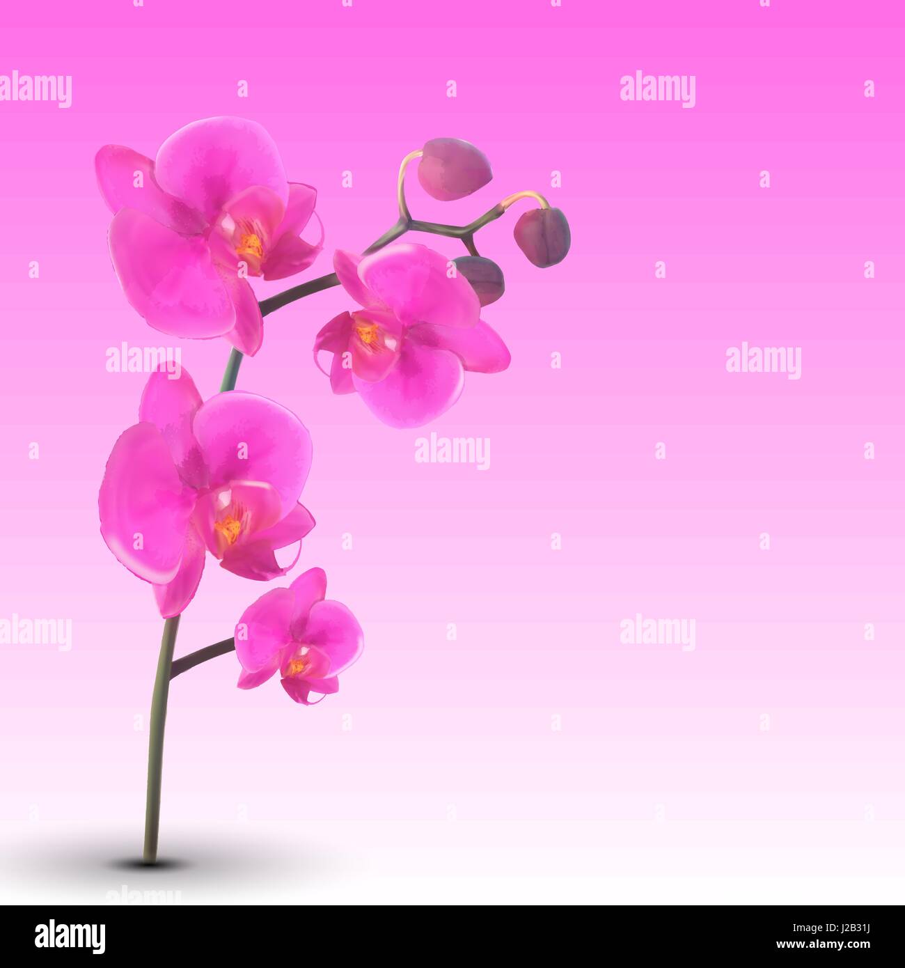 Naturalistische schöne bunte rosa Orchid.Vector Illustration. Stock Vektor