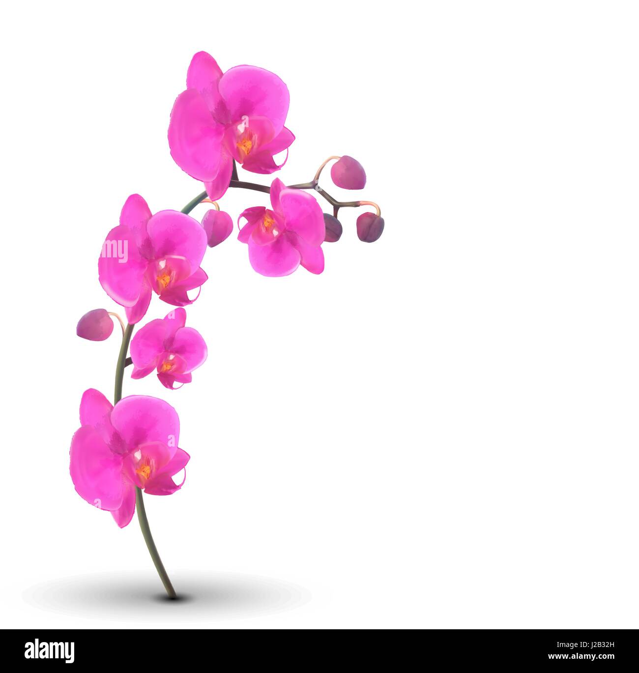 Naturalistische schöne bunte rosa Orchidee auf weißem Hintergrund. Stock Vektor