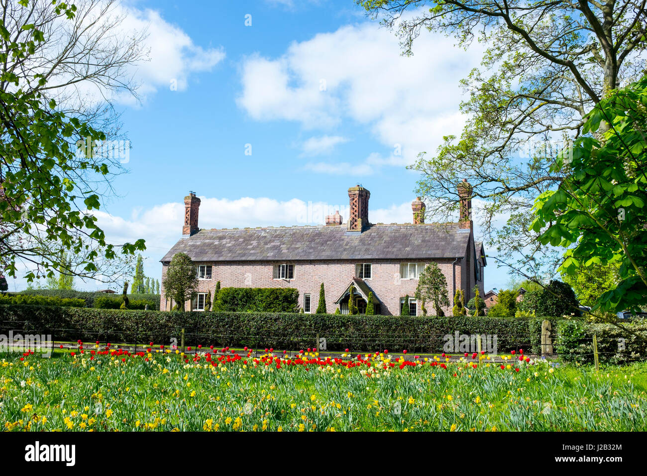 Narzissen und Tulpen vor ein traditionelles Bauernhaus in Cheshire UK Stockfoto