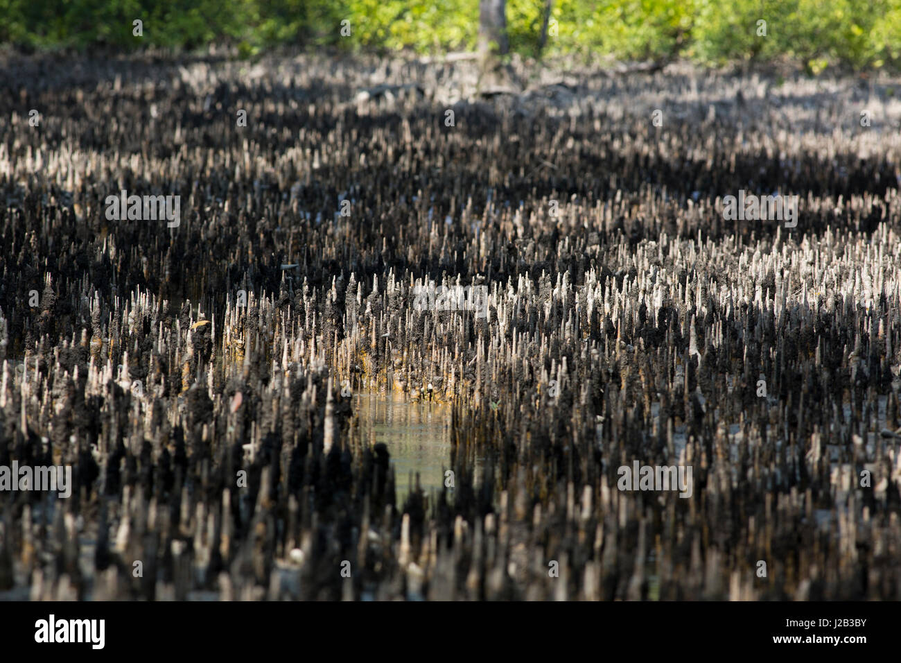 Atmung Wurzeln in den Sundarbans, ein UNESCO-Weltkulturerbe und ein Naturschutzgebiet. Die größte littoral Mangrovenwald der Welt im Nilkama Stockfoto