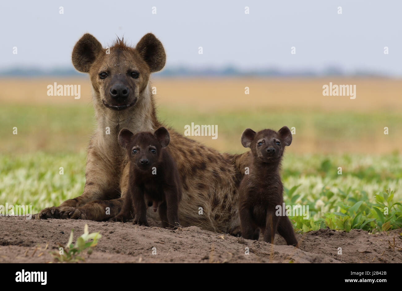 Eine Mutter und ihre zwei junge Hyäne Babys. Beide jungen sind weniger als einen Monat alt. In Liuwa Plain NP fotografiert. Stockfoto