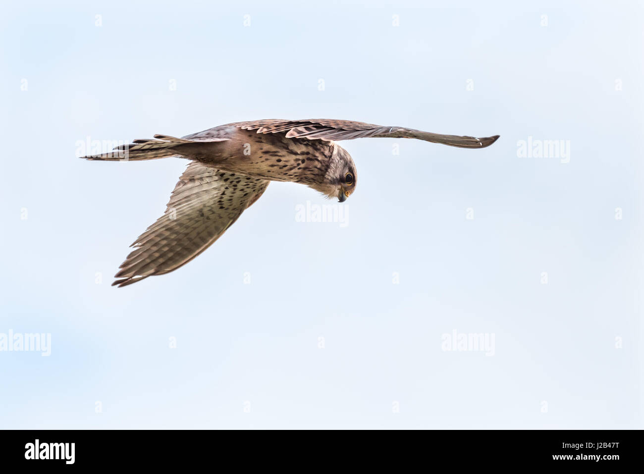 Greifvögel - ein Jagd Mäusebussard (Buteo Buteo) liegt in der Luft, auf der Suche nach Beute. Stockfoto