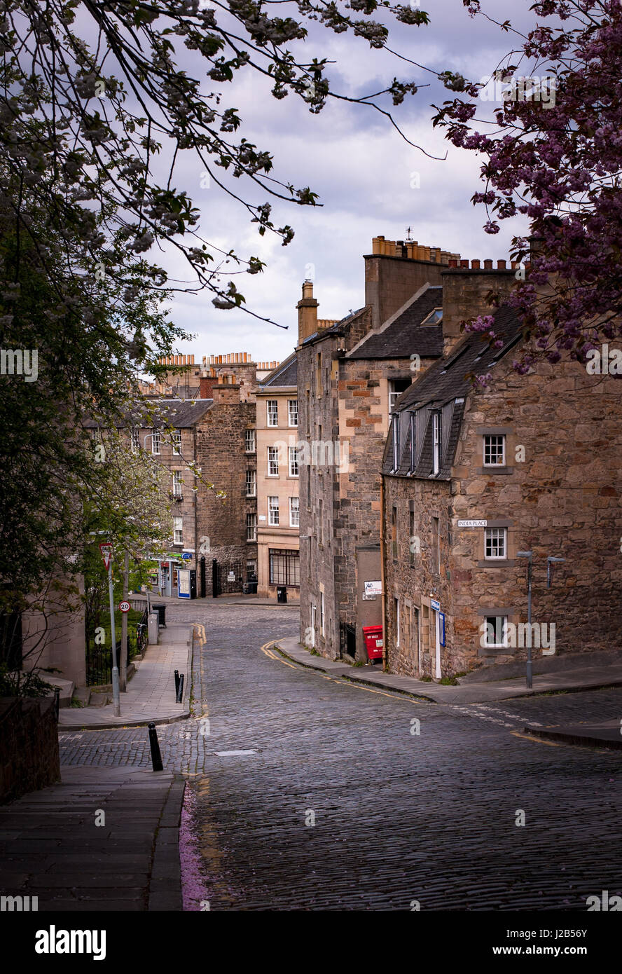 Gloucester Street, Edinburgh Schottland im Frühling mit rosa blühen Stockfoto