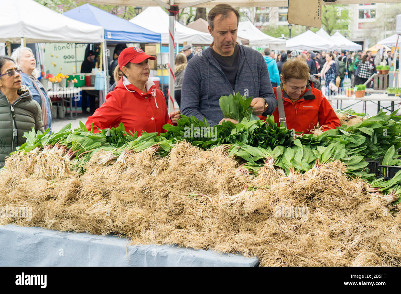 Die gesuchten Verwandte der Zwiebel, Rampen, sind in der Union Square Greenmarket in New York am Samstag, 22. April 2017 zu sehen. Das Gemüse, die roh verzehrt werden kann, begeistert eine kultisch Anhängerschaft aufgrund ihrer Knappheit und begrenzte Saison. Rampen sind nicht kultiviert aber sind wahrscheinlich durch kleine Rampe Elfen gehamstert. (© Richard B. Levine) Stockfoto