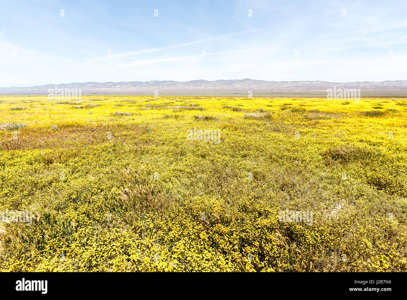 Gelbe Blumen, Reisen, Kalifornien, ländlichen, Natur, Landschaft, Hintergrund, Stockfoto