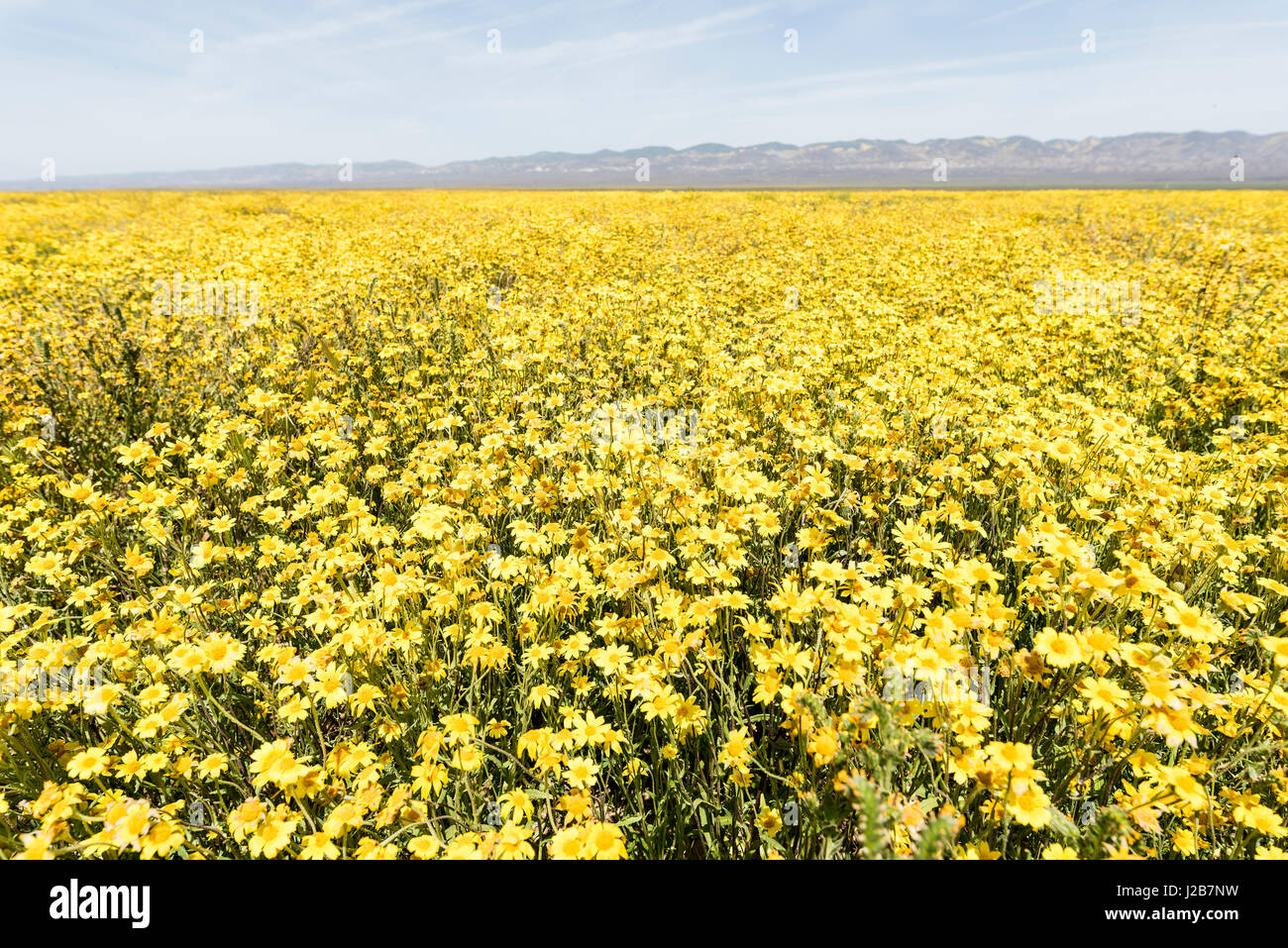 Gelbe Blumen so weit das Auge sehen kann Stockfoto