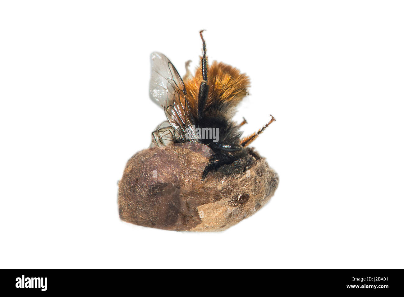 Schraffur für eine Mauerbiene (Osmia Cornuta), Schweiz Stockfoto