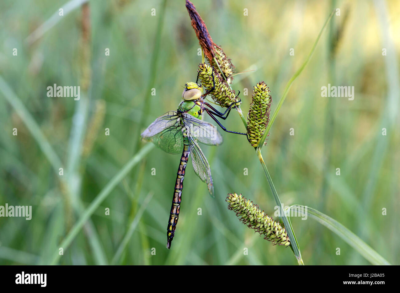 Frisch geschlüpfte männliche Kaiser Libelle (Anax Imperator), Hausierer Familie (Aeshnidae), Schweiz Stockfoto