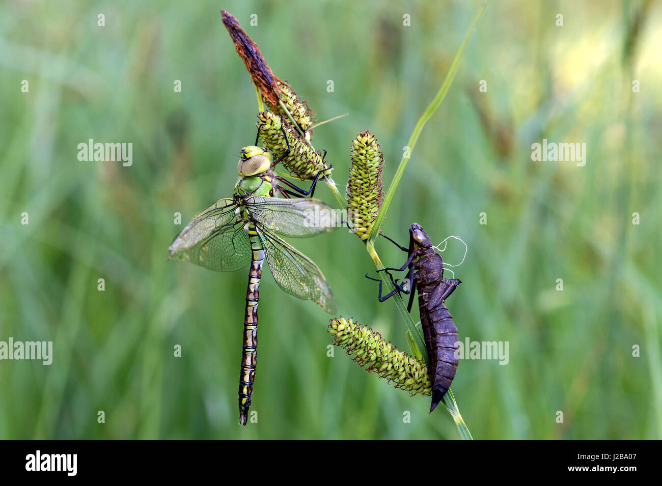 Frisch geschlüpfte männliche Kaiser Libelle (Anax Imperator), Hausierer Familie (Aeshnidae), Schweiz Stockfoto