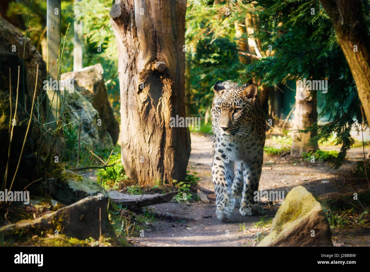 Persischer Leopard (Panthera Pardus Saxicolor) unter Bäumen spazieren. Stockfoto