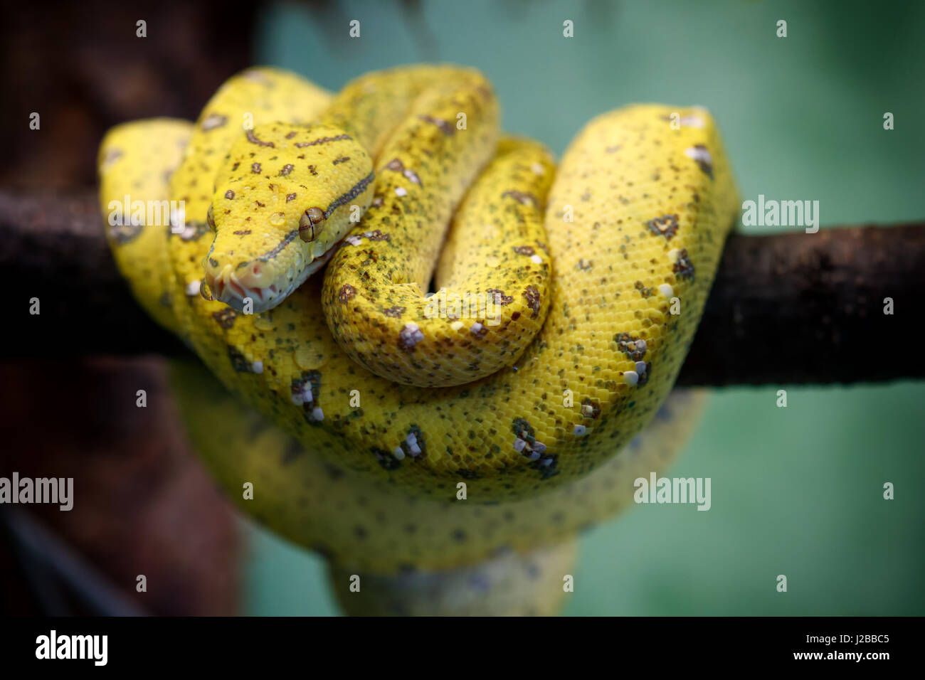 Junge gelb gefärbten grüne Baumpython (Morelia Viridis) ruht auf einem Ast. Stockfoto