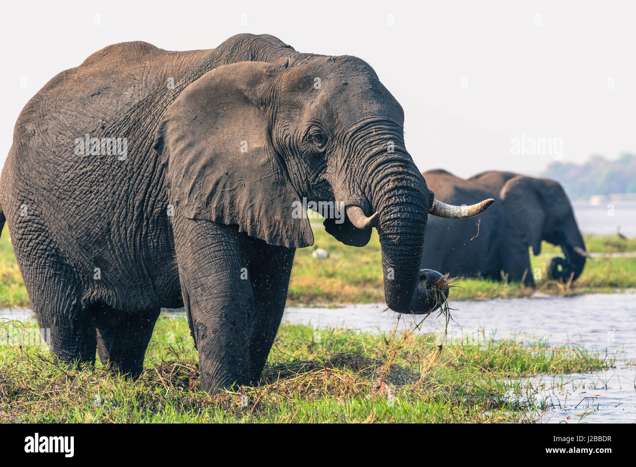 Botswana. Chobe National Park. Elefant (Loxodonta Africana) Weiden auf einer Insel im Chobe Fluss. Stockfoto