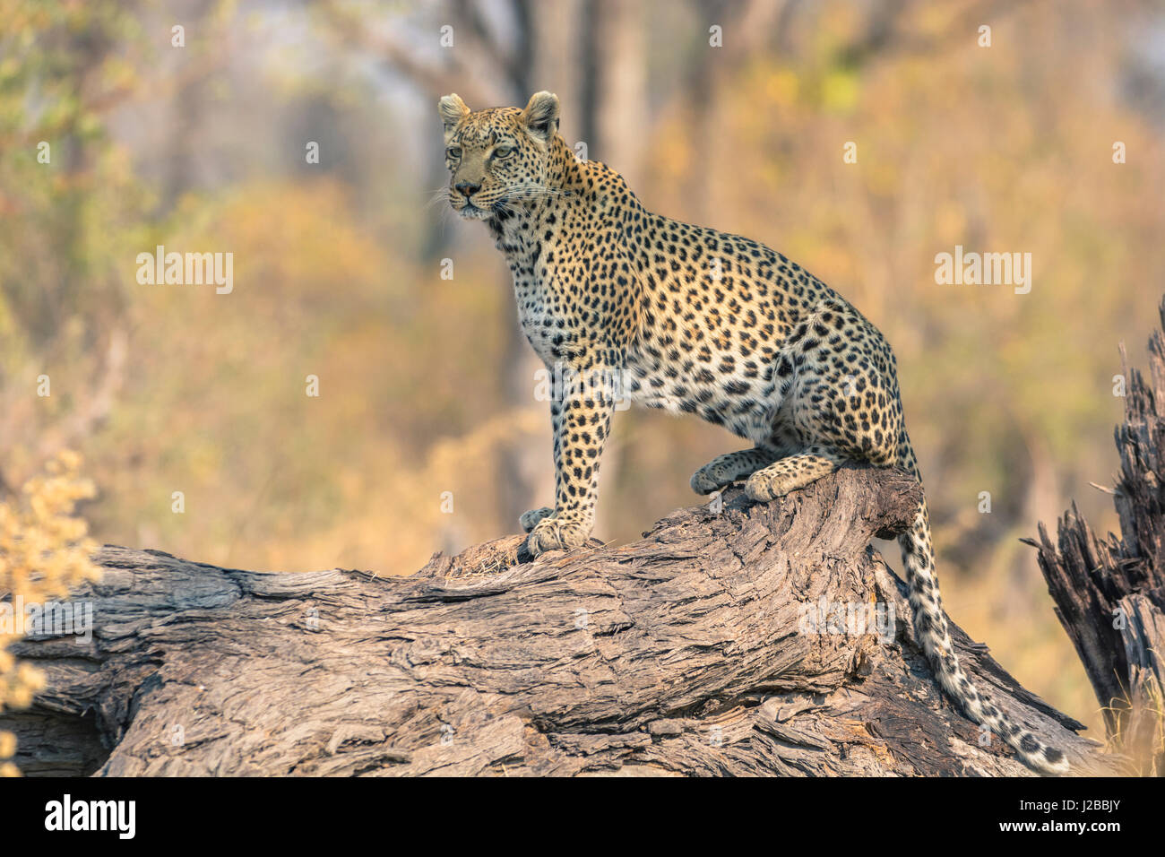 Botswana. Okavangodelta. Khwai-Konzession. Leopard (Panthera Pardus) sucht Beute auf einen umgestürzten Baumstamm. Stockfoto