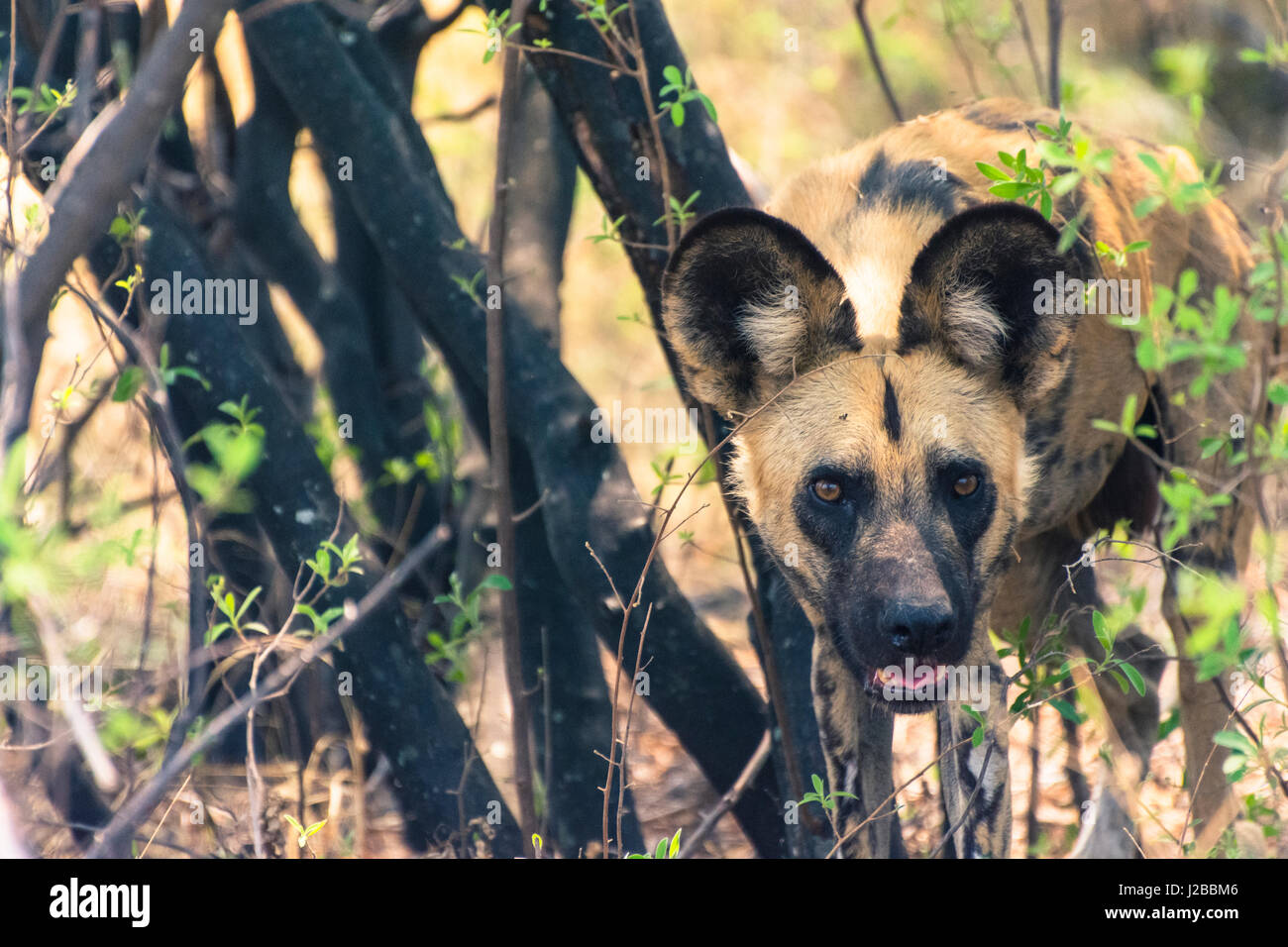 Botswana. Okavangodelta. Khwai-Konzession. Afrikanischer Wildhund (LYKAON Pictus) schaut aus seiner Ruhestätte im Schatten. Stockfoto