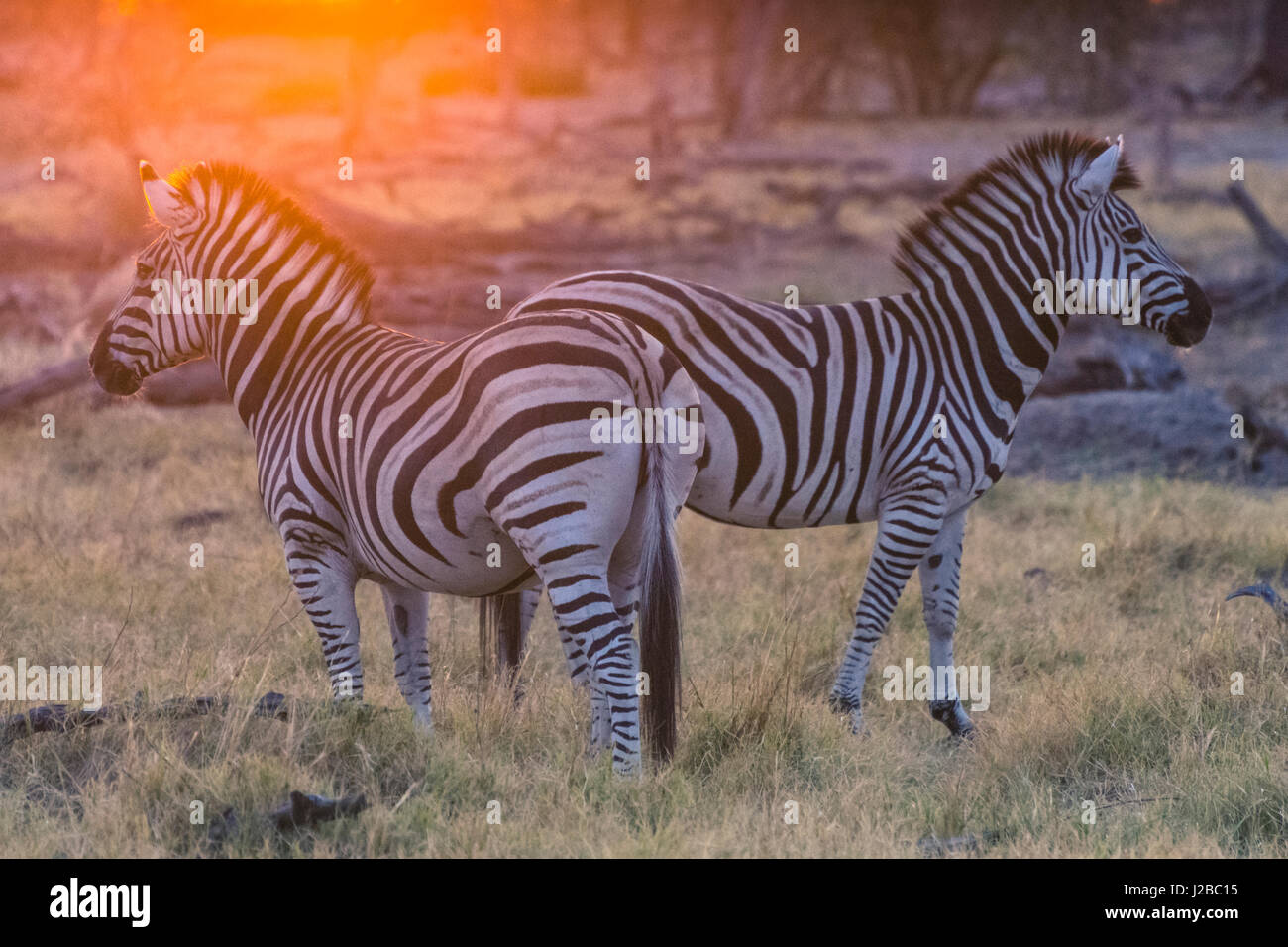 Botswana. Okavangodelta. Khwai-Konzession. Burchell Zebra (Equus Quagga Burchellii) bei Sonnenaufgang Stockfoto