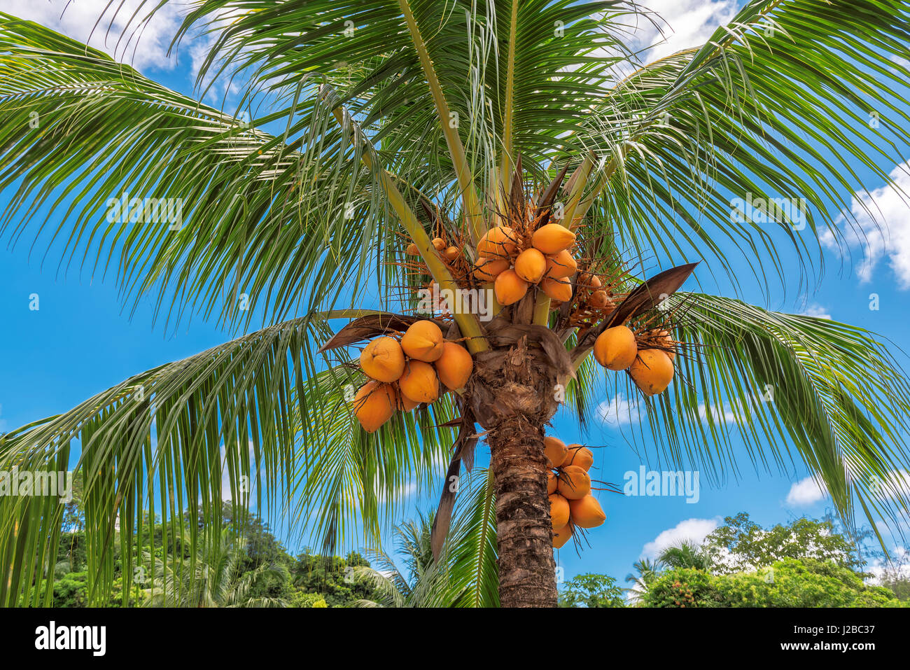 Orange Kokosnuss auf Palme Stockfoto