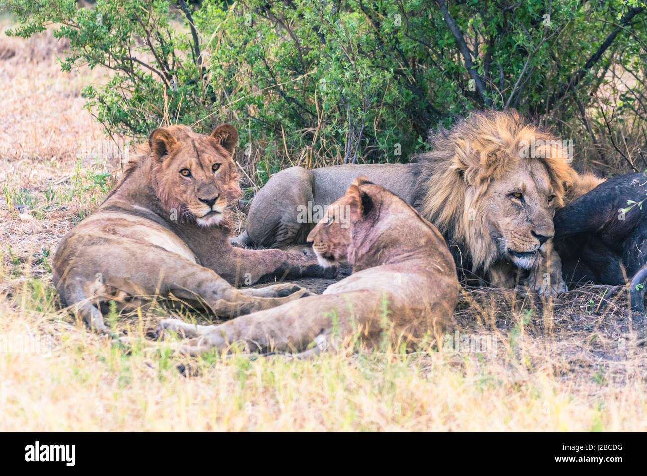 Botswana. Chobe National Park. Savuti. Stolz der Löwen Essen ein Kaffernbüffel. Stockfoto