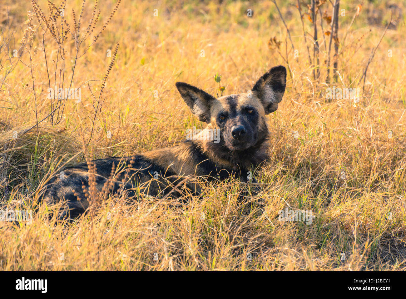 Botswana. Okavangodelta. Khwai-Konzession. Pack von afrikanischen Wildhunden (LYKAON Pictus) ruht. Stockfoto
