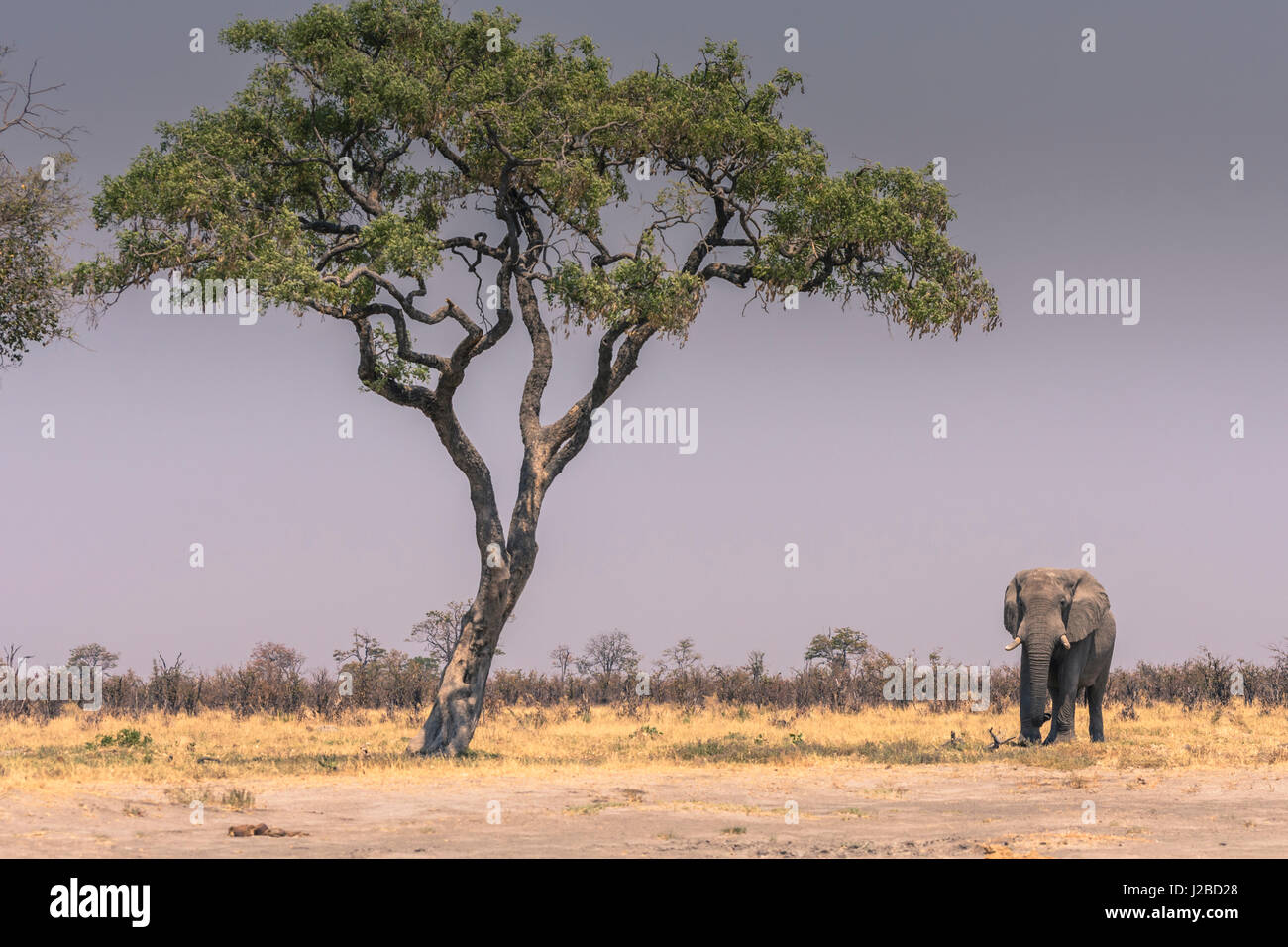 Botswana. Chobe National Park. Savuti. Elefant (Loxodonta Africana) zu Fuß in Richtung einer Wasserstelle. Stockfoto