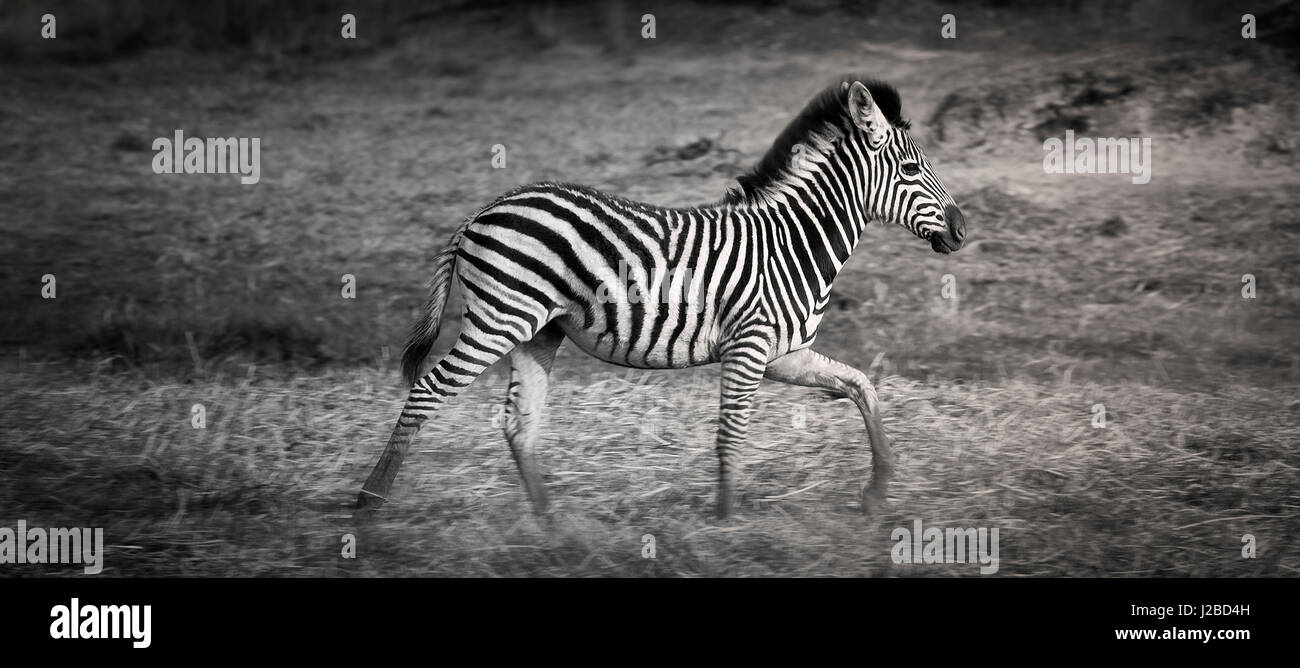 Shinde Camp, Okavango Delta, Botswana, Afrika. Young-Plains Zebra. Profil, Stockfoto