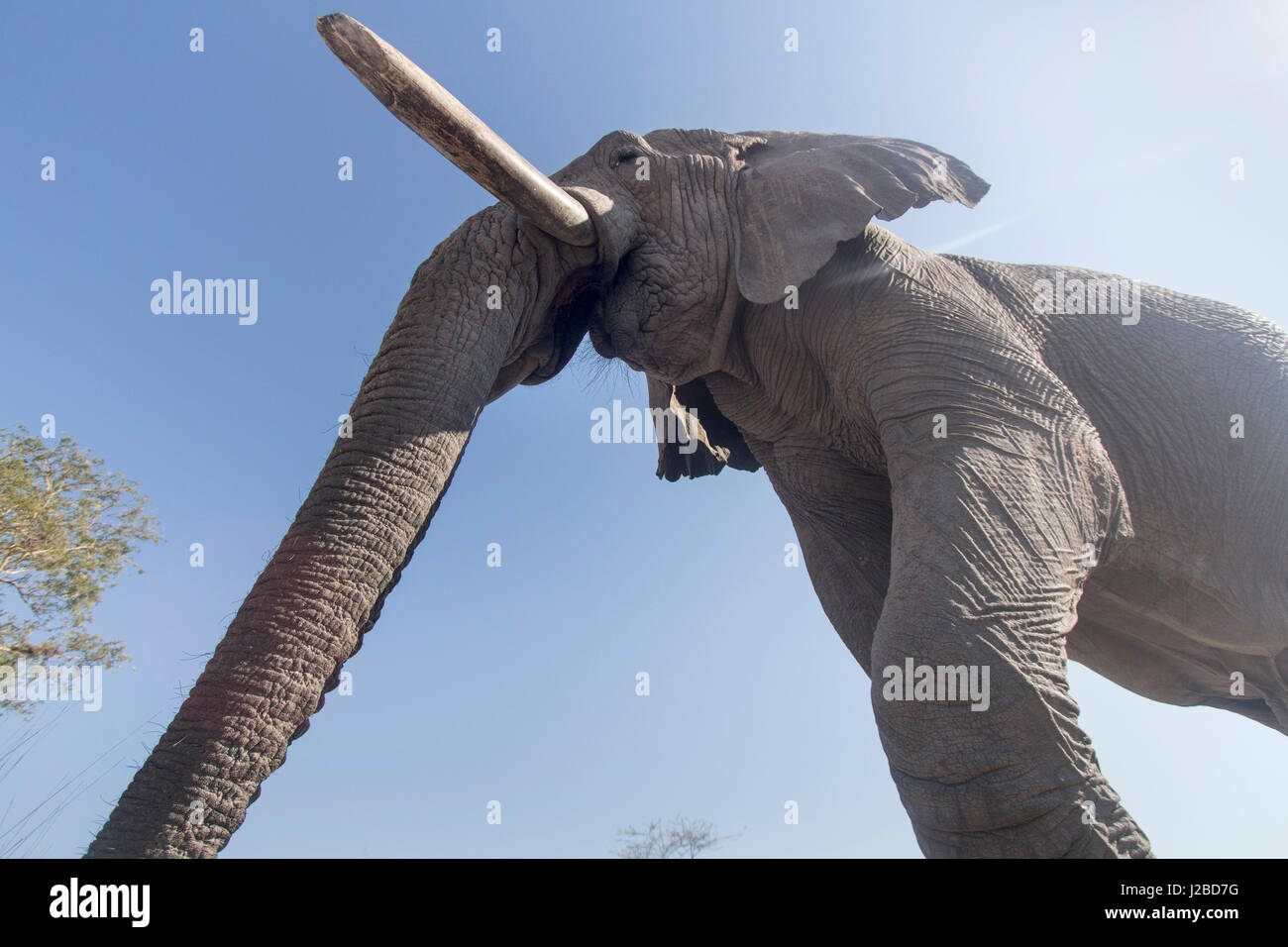 Afrika, Botswana, Chobe National Park, niedrigen Winkel Ansicht des afrikanischen Elefanten (Loxodonta Africana) als es herüber Fernkamera in Savuti Marsh Stockfoto