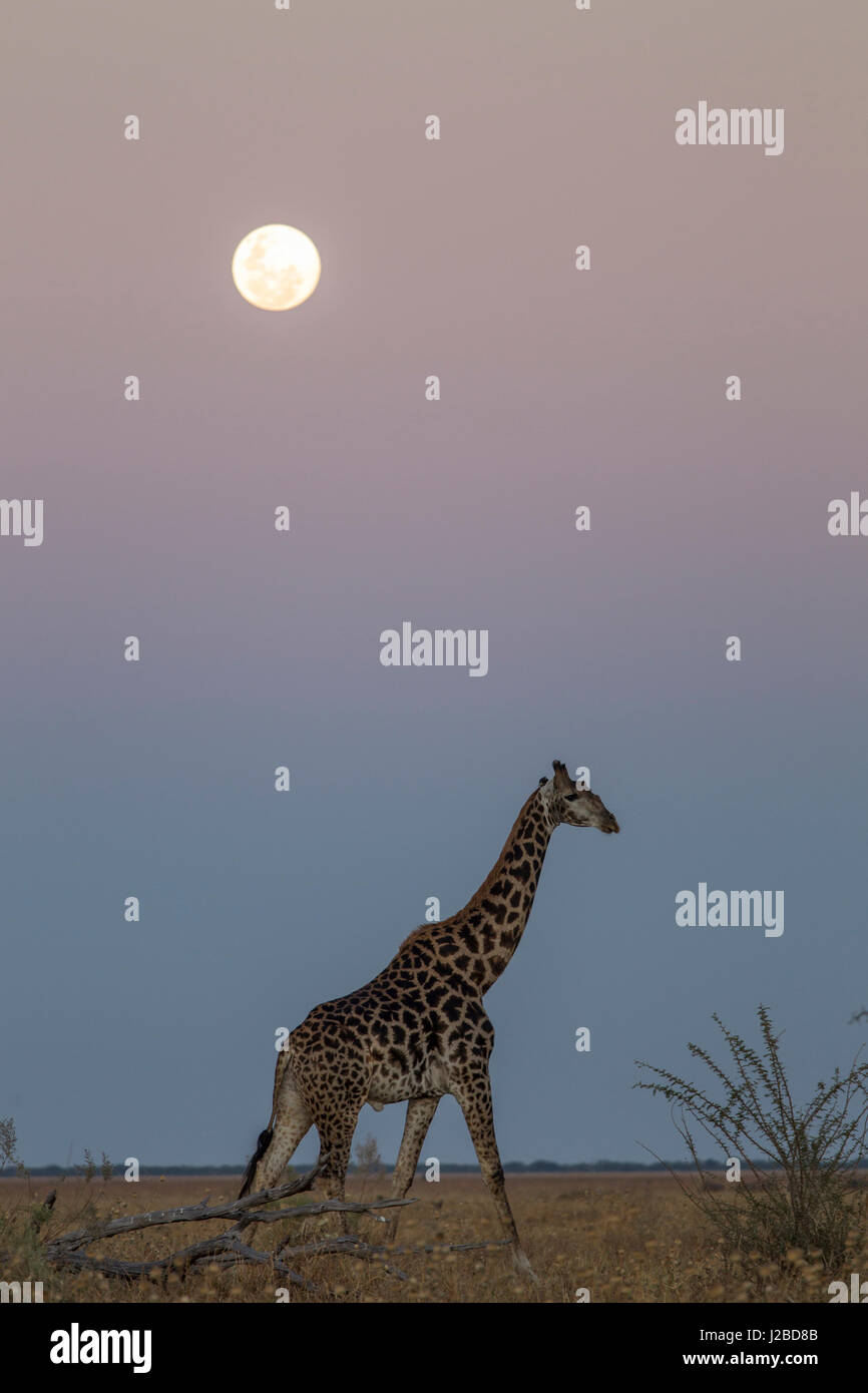 Afrika, Botswana, Chobe-Nationalpark, Giraffe (Giraffa Plancius) zu Fuß über die Wiesen des Savuti Marsh unter aufgehenden Vollmond Stockfoto