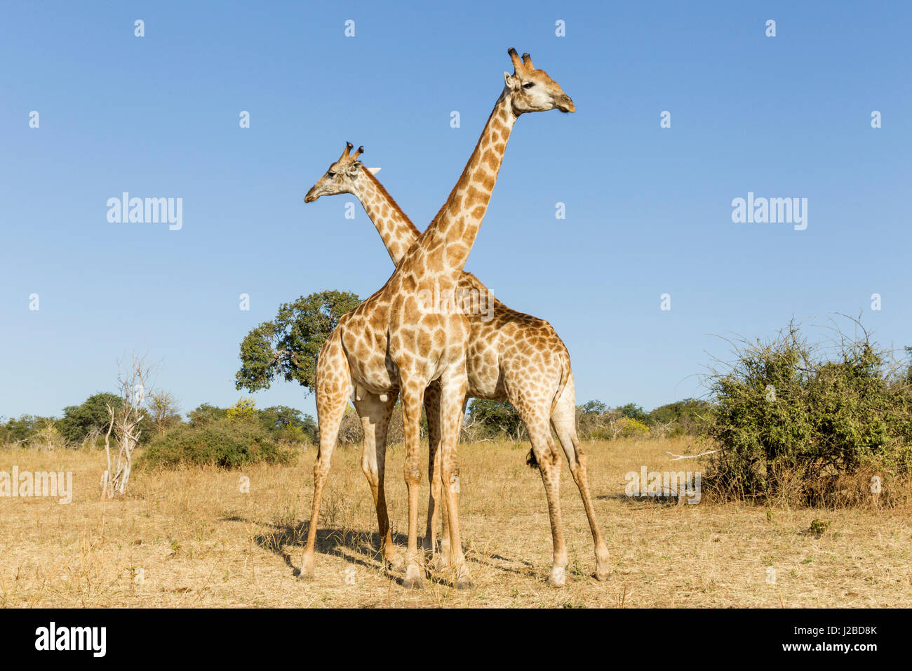 Afrika, Botswana, Chobe National Park, Giraffen (Giraffa Plancius) stehen Seite an Seite in der Nähe von Chobe River im Okavango-Delta Stockfoto