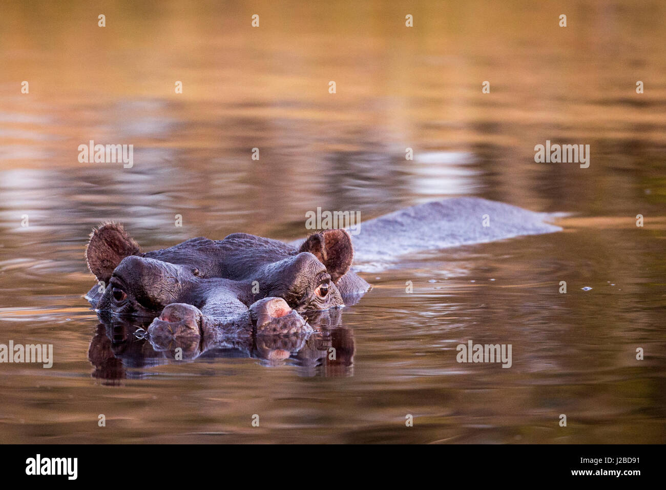Afrika, Botswana, Moremi Game Reserve, Flusspferd (Hippopotamus Amphibius) Schwimmen im Khwai River im Okavango-Delta in der Abenddämmerung Stockfoto