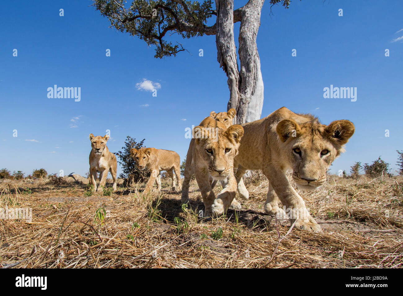 Afrika, Botswana, Chobe National Park, Weitwinkelaufnahme des Löwenbabys (Panthera Leo) nähert sich remote-Kamera unter Akazie in Savuti Marsh Stockfoto