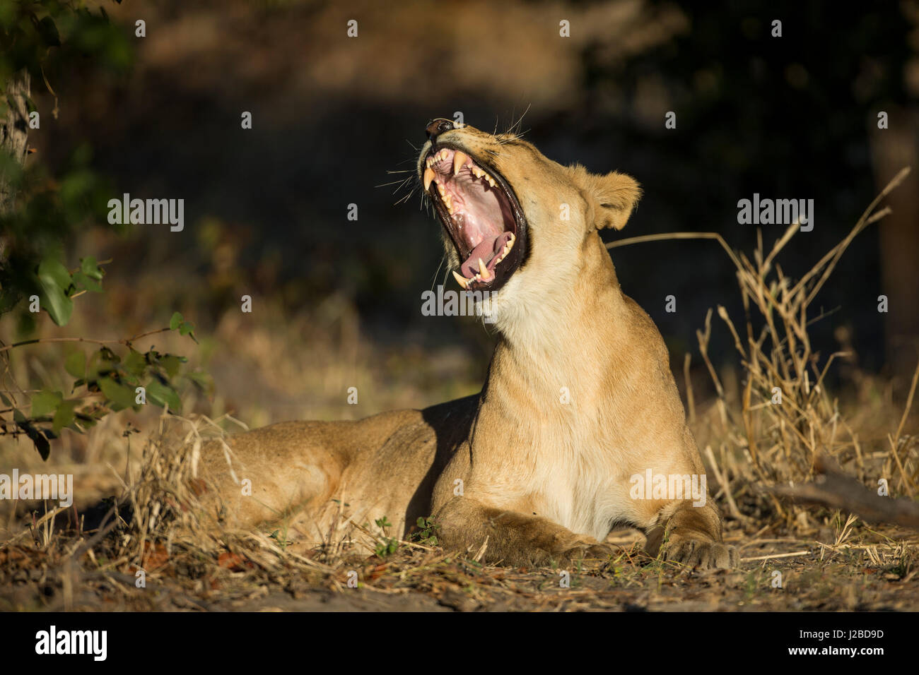 Afrika, Botswana, Chobe Nationalpark, entblößt Löwin (Panthera Leo) Zähne beim Gähnen im Schatten in Savuti Marsh Stockfoto