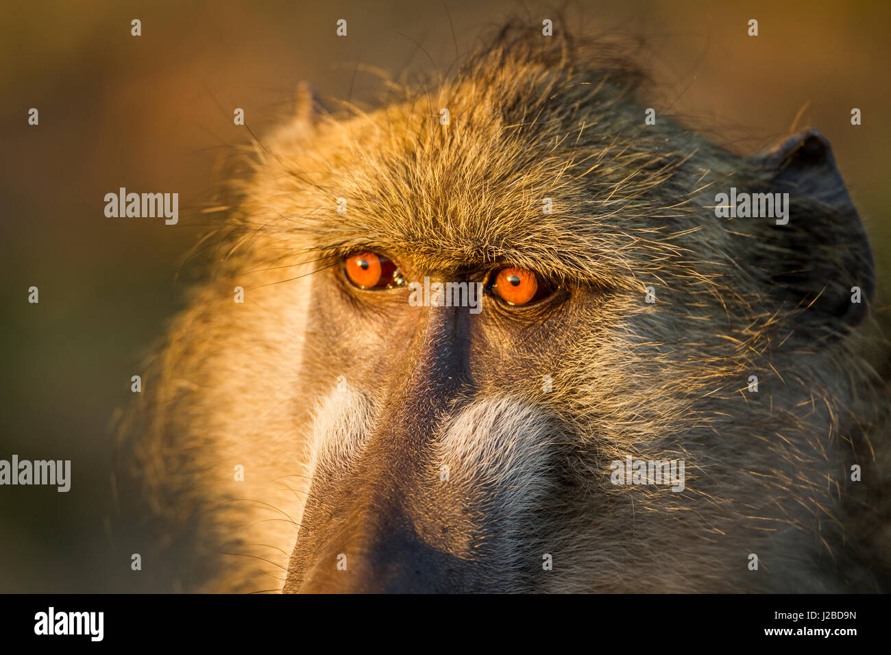 Afrika, Botswana, Chobe National Park, close-up Augen Chacma Pavian (Papio Ursinus) sitzen in der frühen Morgensonne Chobe Fluss entlang Stockfoto